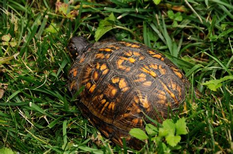 Creating Box Turtle Habitat - Backyard Wildlife Gardening