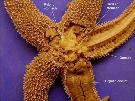 Starfish Dissection