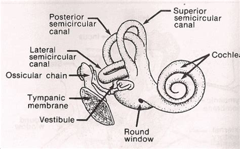 [DIAGRAM] Not Labeled Diagram Of Cochlea - MYDIAGRAM.ONLINE