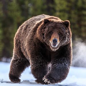 Boreal Forest Animals - Alumn Photograph