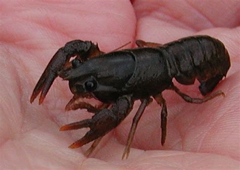 White-clawed Crayfish - Barrett Environmental Ltd