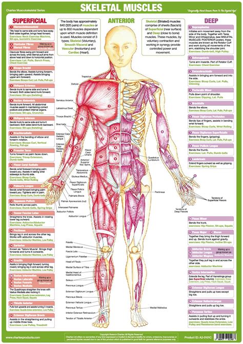 Full Body Muscle Diagram Labeled