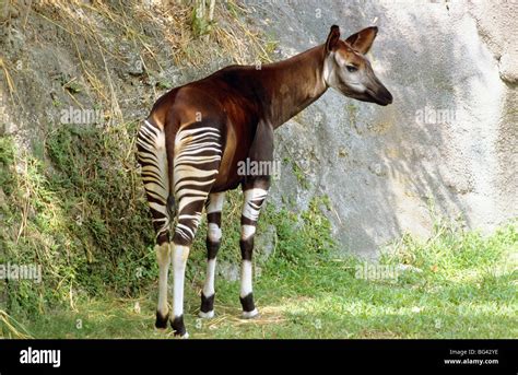 Okapi okapia johnstoni adult hi-res stock photography and images - Alamy