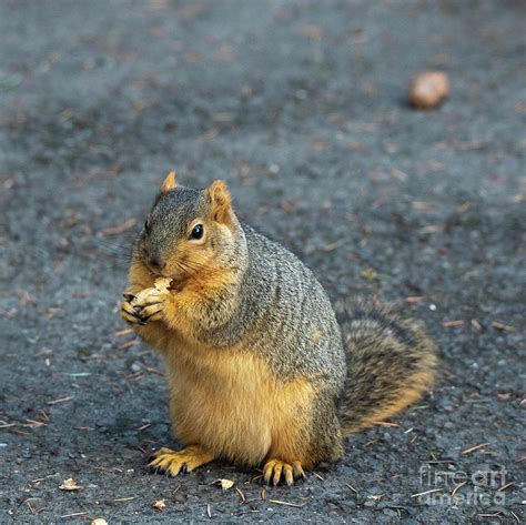 Eastern Fox Squirrel with Fat Tummy Photograph by Jackie Follett | Pixels