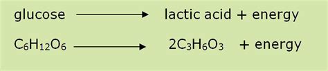 Unique Anaerobic Respiration Equation In Muscles College Board Ap ...