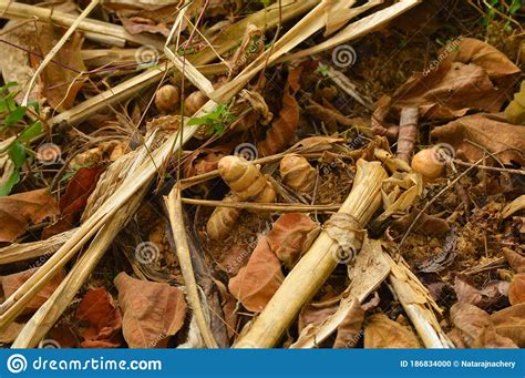 Ginger Plants Ready To Harvest Stock Photo - Image of background, ready ...