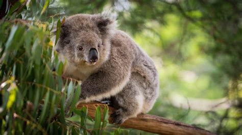 300+ Beautiful, Cute, And Funny Koala Names | Names Cluster