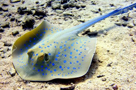 Blue-spotted Stingray – "OCEAN TREASURES" Memorial Library