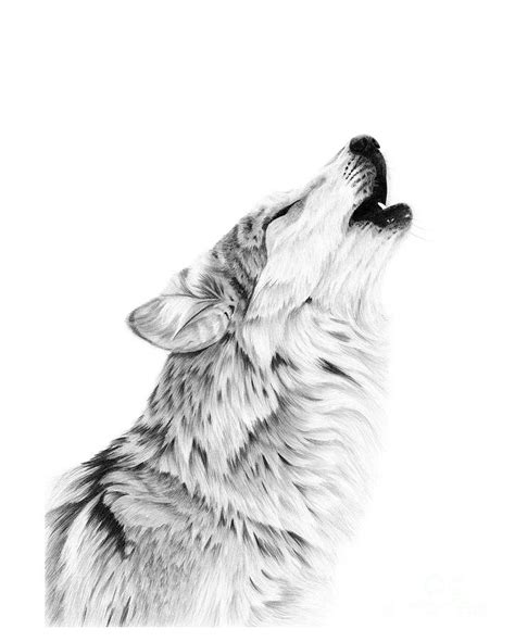 Howling Wolf Drawing by Jessica Lebo - Pixels