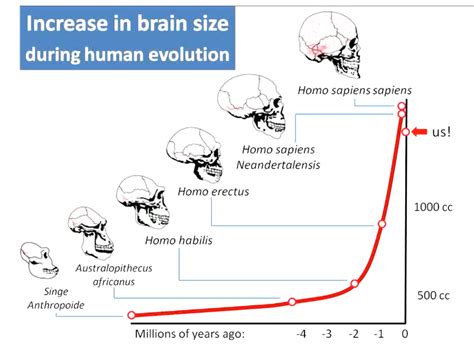 Human Evolution Timeline Future