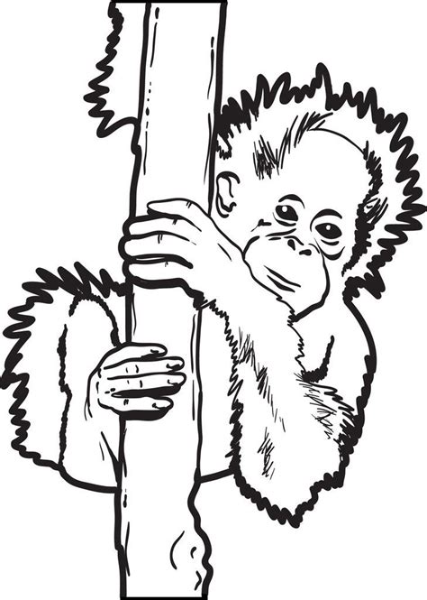 Baby Orangutan Coloring Page | Baby orangutan, Orangutan, Animal ...