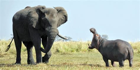 PHOTOS: When An Elephant And Hippo Disagree, This Happens | Elephant ...