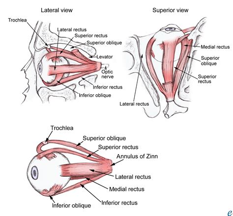 ANATOMY AND DISEASES OF EYE ORBIT. MANAGEMENT OF ORBIT DISEASES. Free ...