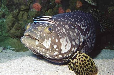 Epinephelus lanceolatus Queensland Grouper - MarineThemes Stock Photo ...