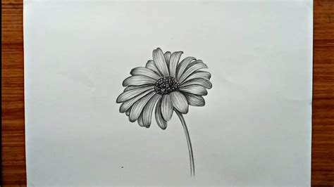 Daisy Drawing