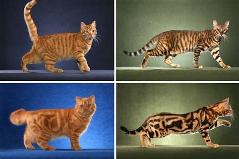 Same Gene Guides Cheetah and Tabby Cat Coat Patterns | Science | Smithsonian