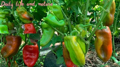 How To Harvest Ripe Pepper | Red Bell Pepper Harvesting | How and When To Harvest Red Bell ...