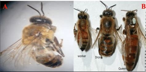 Morphology of Apis mellifera; A. Individual Apis mellifera and B.... | Download Scientific Diagram