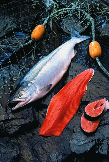 Red Salmon Versus Pink Salmon Versus Tuna - Pure Alaska Salmon Company