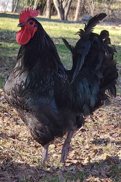 Jersey Giant Chicken: Eggs, Height, Size and Raising Tips