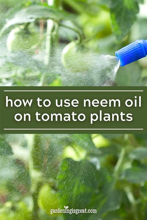 How to Use Neem Oil on Tomato Plants – Gardening is Great