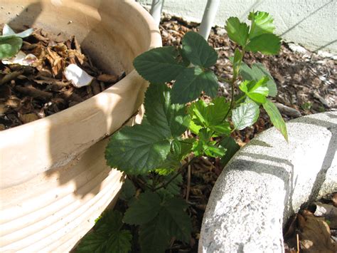 Ask Gardenerd: Pruning Blackberries - Gardenerd