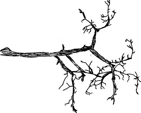 6 Tree Branch Drawing (PNG Transparent) | OnlyGFX.com