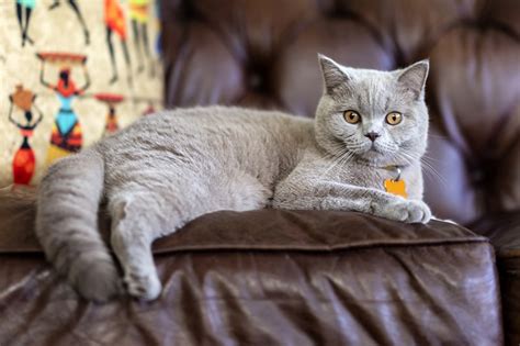 Fascinating Facts About British Shorthair Cats Catastic, 52% OFF