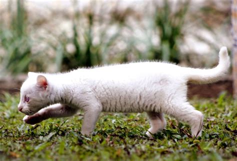 Rare, Rescued Albino Jaguarundi Cub Starts Her New Life at Colombian Conservation Park