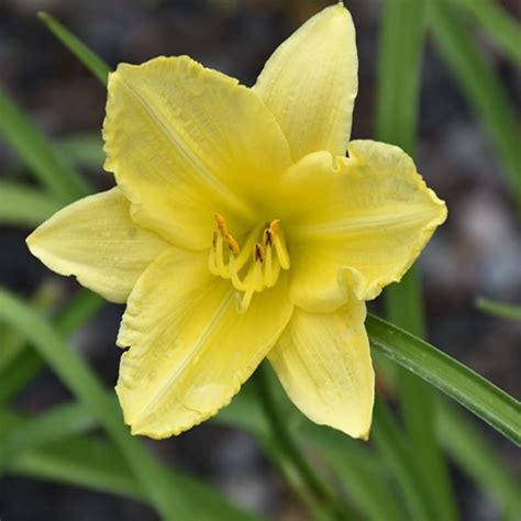 Daylily Dwarf Big Time Happy #2 - Ted Lare - Design & Build