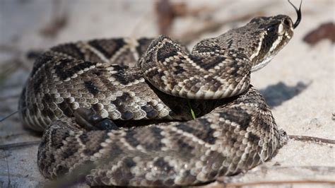 What to know about the snakes that live in Florida | wtsp.com