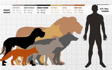 Wolf Size Comparison: How Big Are Wolves vs Dogs, Humans...?