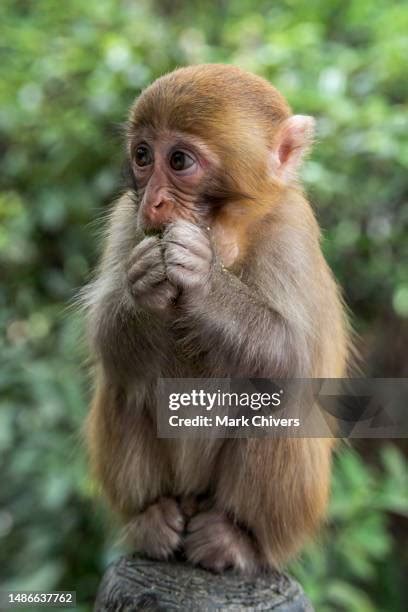 911 Monkey Teeth Stock Photos, High-Res Pictures, and Images - Getty Images