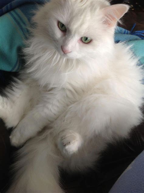 New pic! Turkish Angora White cat... So pretty! #angoracats | Angora cats, Turkish angora cat ...