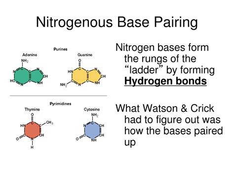 The Nitrogenous Bases Used In Protein Synthesis – We Are Eaton