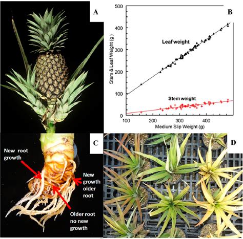 Nature of slips used for pineapple propagation. (A) Slips are ...