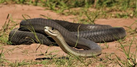 Black Mamba: Africa’s Most Dynamic and Dangerous Snake