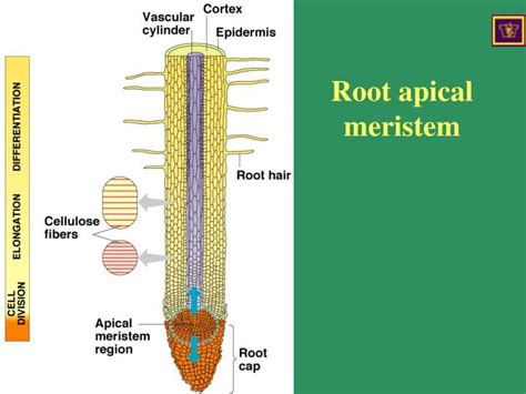 Root Apical Meristem Diagram