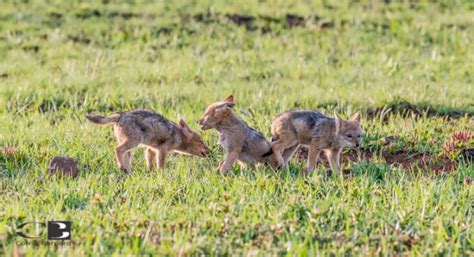 Photoseries: Playful black-backed jackal pups - Africa Geographic