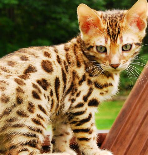 Bengal Cat Breeder