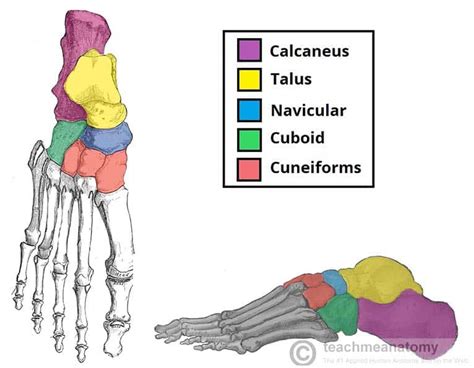 Bones of the Foot - Tarsals - Metatarsals - Phalanges - TeachMeAnatomy