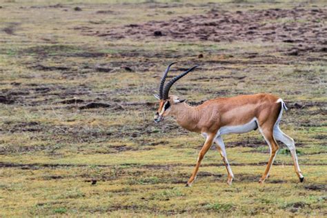 Thomsons Gazelle Running Stock Photos - Free & Royalty-Free Stock ...