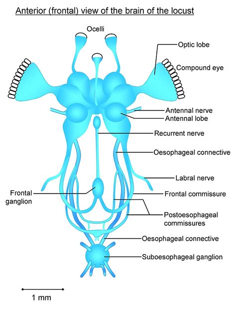 The Insect Nervous System