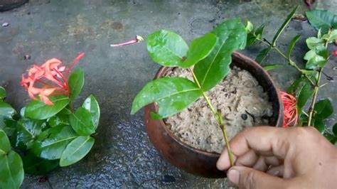 How to Grow Ixora Plant in India | West Indian Jasmine Plant Care • India Gardening