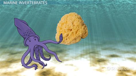 Ocean Invertebrates: Sponges & Cnidarians - Lesson | Study.com