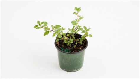 Marjoram plant, medicinal | Delivered to your door