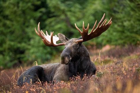 Predators Of Moose: Know All About The Most Common Animal Predators