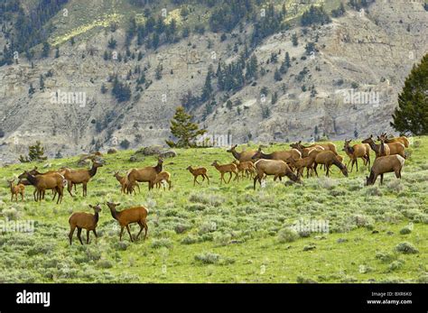 Elk herd in Yellowstone National Park Stock Photo - Alamy