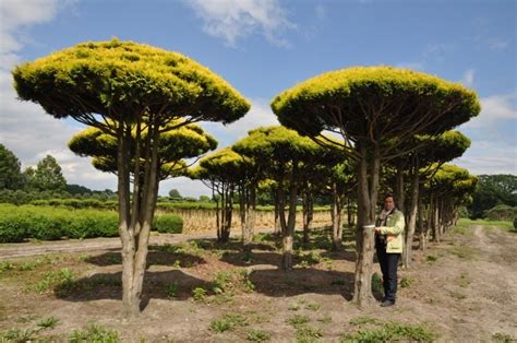 Umbrella Plants | International Tree Broker