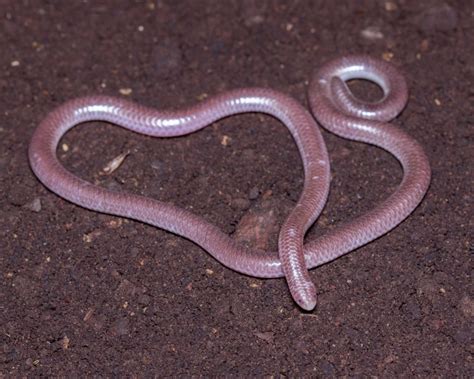 Western Blind Snake - Facts, Diet, Habitat & Pictures on Animalia.bio